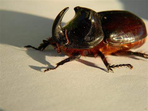 Insectos Del Planeta Del Escarabajo De Rinoceronte Del Escarabajo De