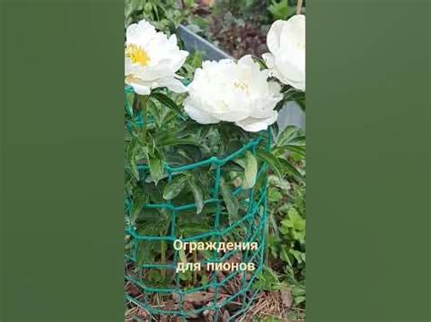 Ограждения для пионов - YouTube