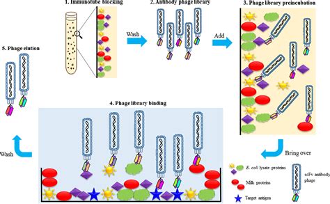 Phage Library Construction