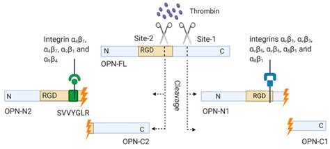 Generation of OPN fragments by thrombin cleavage. OPN can be post... | Download Scientific Diagram