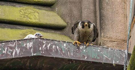 Baby Peregrine Falcon In Nest