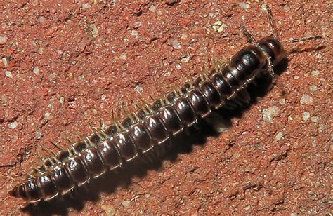 Flat Backed Millipedes Mating Pair Oxidus Gracilis Bugguide Net