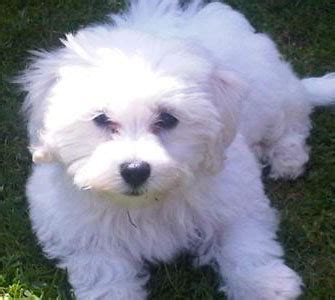 Is a Bichon Maltese Mix the Right Dog for You?