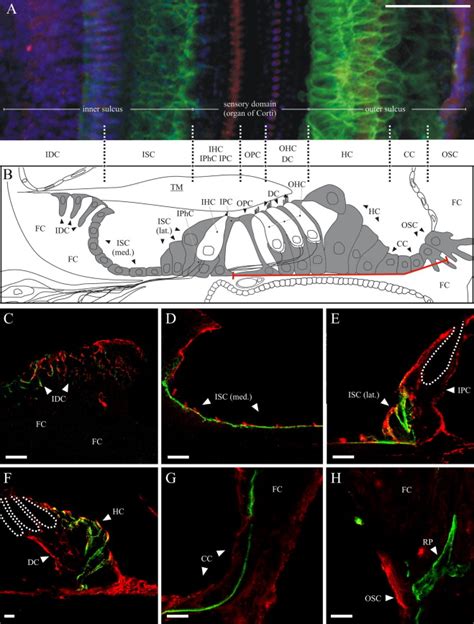 All Functional Aquaporin 4 Isoforms Are Expressed In The Rat Cochlea