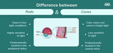 Difference Between Rods and Cones - GeeksforGeeks