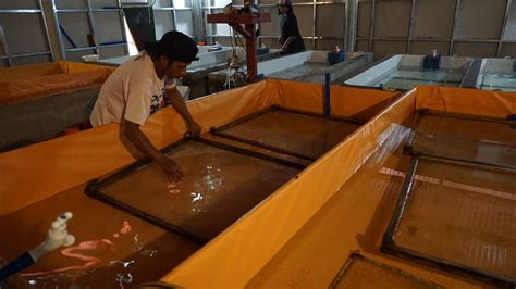 A Hard Problem With A Soft Solution Catfish Farms Production Surges