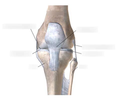 Anterior View Of The Left Knee Joint Ligaments Diagram Quizlet