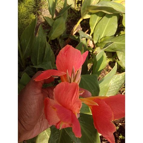 Jual BUNGA KANNA INDIKA CANNA INDICA Minim Order 4 Pohon Shopee