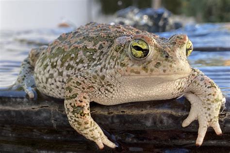 RANA SAPO PalabrasClaras Mx