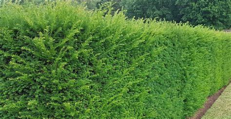 leylandii conifer hedges pros cons care guide