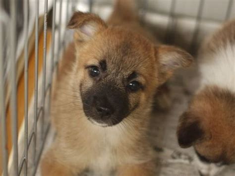 子犬の里親募集です（2ヶ月齢、メス、茶黒） Cd1903 犬と猫のライフボート 高柳の犬の里親募集｜ジモティー