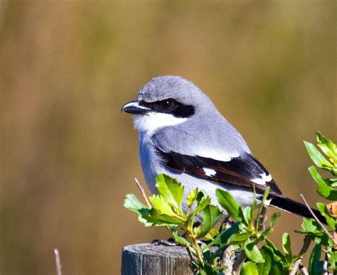 Bird Of The Week Loggerhead Shrike Travis Audubon