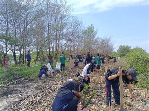 Siswa Hingga Mahasiswa Gotong Royong Tanam Mangrove Di Pesisir Jepara