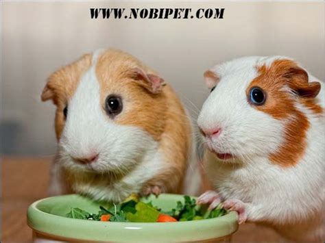 Cách nuôi Bọ Ú – Guinea Pig – Chuột Lang Từ A - Z