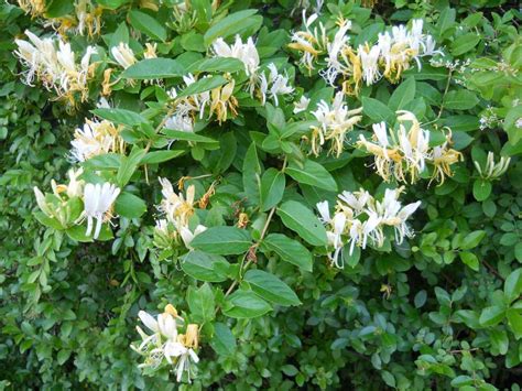 Жимолость японская (14 фото): сорта «Ауреоретикулата» и «Ред волд ...