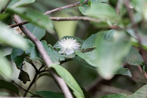 Flower Of A Common Guava Psidium Guajava Stock Photo Image Of Leaves