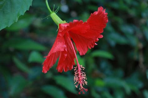 Premium Photo | Red hibiscus flowers