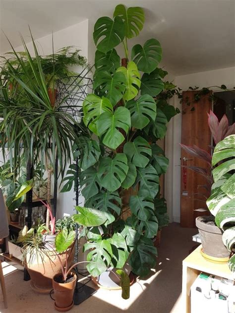 Large Indoor Plants, Hanging Plants Indoor, House Plants Indoor ...