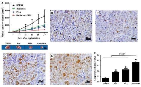 CMET Inhibition Enhances The Response Of The Colorectal Cancer Cells