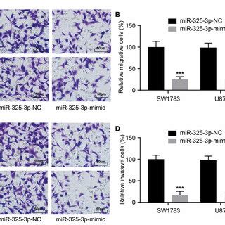 In Vitro Upregulation Of Mir P Inhibits Cell Growth A The