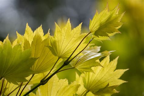 Japanese Maple Leaves Yellow - Free photo on Pixabay - Pixabay