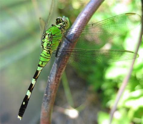 Green Dragonfly - Green Photo (21990083) - Fanpop