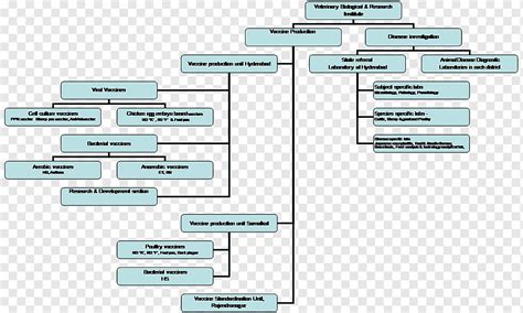 Organizational Chart Flowchart Research Pathology Lab Angle Text Hot Sex Picture