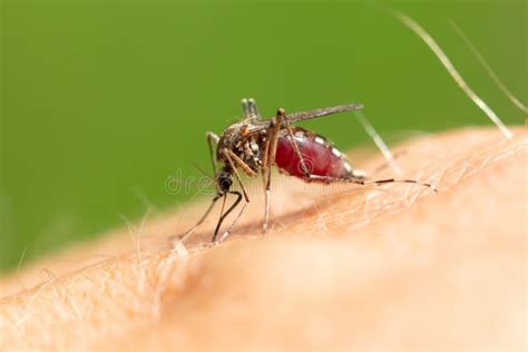 The Mosquito Sits on Human Skin and Bites. Stock Photo - Image of human ...