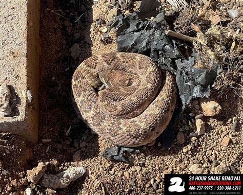 Rattlesnake Solutions - Gary carefully extracted two Western