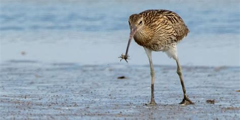 Eastern Curlew - Reef Catchments