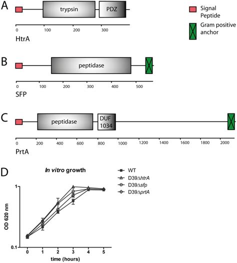 Structure Of Serine Protease Htra A Sfp B And Prta C Predicted