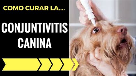 Como Curar La Conjuntivitis En Los Perros En Solo 2 Pasos YouTube