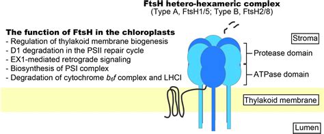 Frontiers Ftsh Protease In The Thylakoid Membrane Physiological