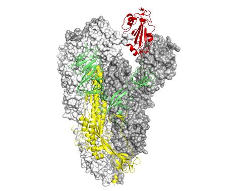 La biologia strutturale per SARS CoV 2 la proteina Spike Università