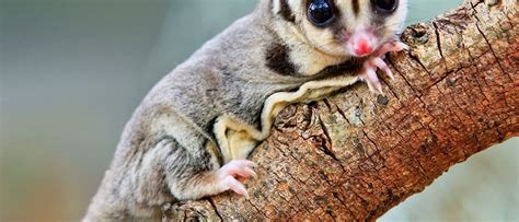 Sugar Glider Breeding Sugar Glider Breeder Near Me