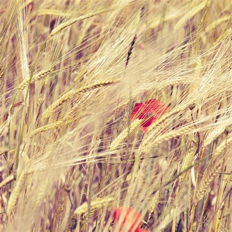 Premium Photo Red Poppy Amidst Wheat On Field