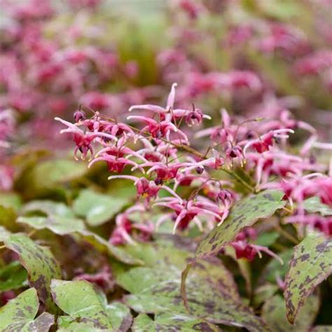 Medicinal Health Benefits Of Epimedium Horny Goat Weed Agric Profits