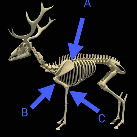 Deer Scapula