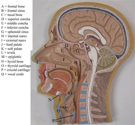 Nasal Cavity Model Labeled