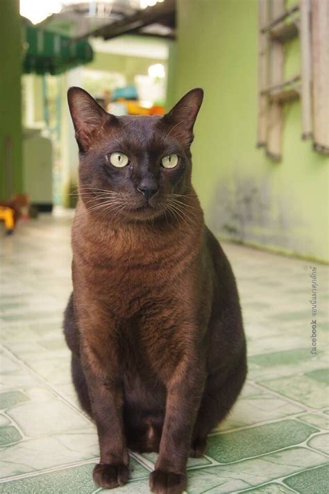 9 Beautiful Brown Cats Article Wadxuim