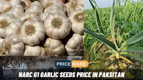 Onion Price In Pakistan Today 2024 Piyaz Market Rate