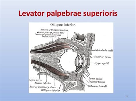 Anatomy And Physiology Of The Eyelid