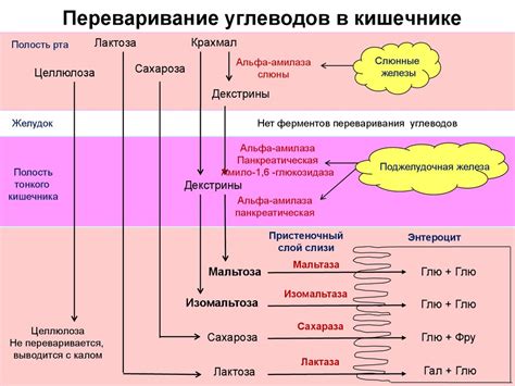 Химия и переваривание углеводов - презентация онлайн