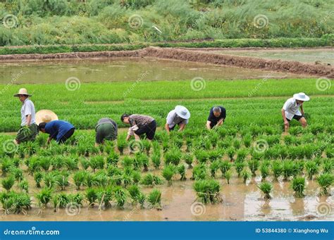 Rice Is The Major Food In India.Farmer`re People That Work Very Hard To ...