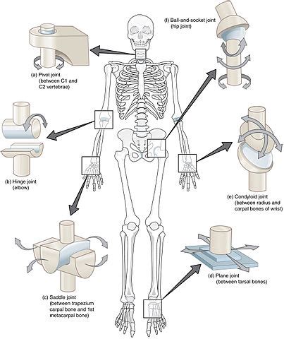 Synovial Joints Physiopedia