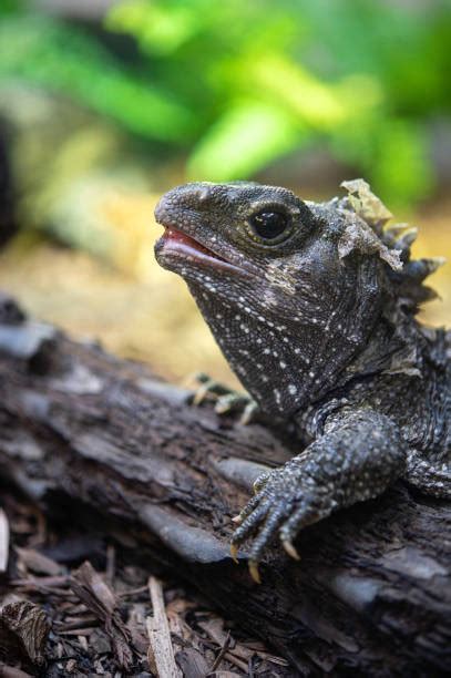 110+ Tuatara Reptile New Zealand Stock Photos, Pictures & Royalty-Free Images - iStock