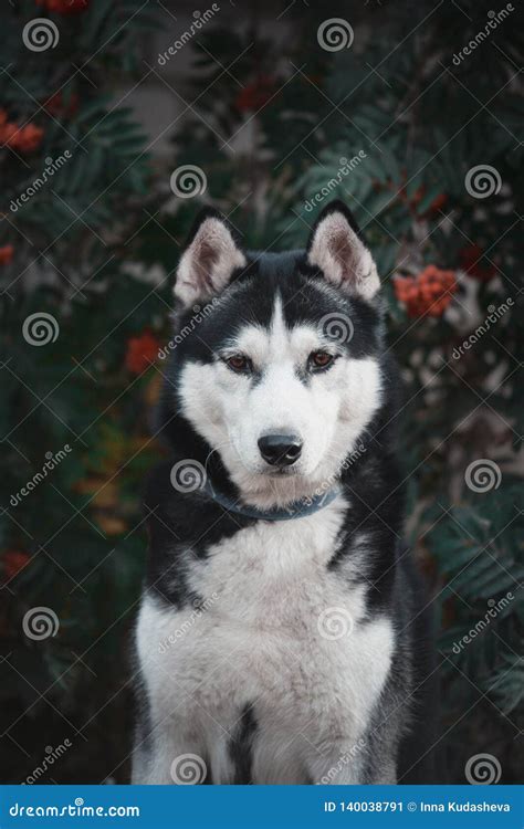 Bello Ritratto Di Un Cane Bianco Nero Del Husky Siberiano In Sorba