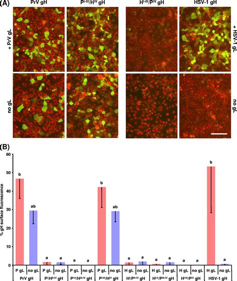 Functional Characterization Of Glycoprotein H Chimeras Composed Of