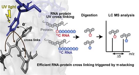 Surprising Insights Into UV Cross Linking Of Proteins And RNA Swiss