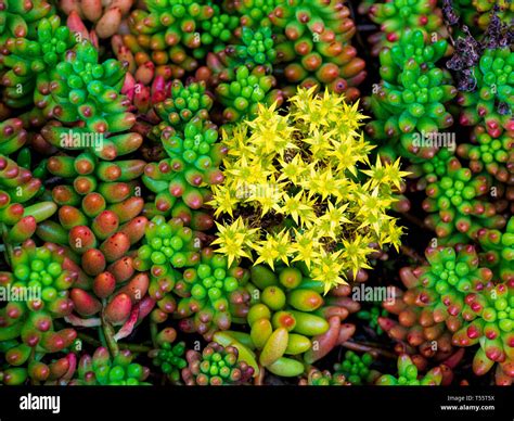 Las Plantas Suculentas Con Flores Amarillas Fotograf A De Stock Alamy